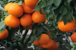 柑橘日灼病防治技术
