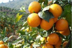 潮湿地种植柑橘需要注意什么？
