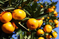 汉中柑橘什么时间种植