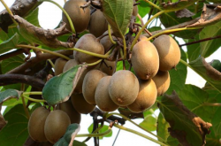 布鲁诺猕猴桃多少钱一斤