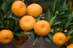 陕南种植的柑橘都有哪些品种？