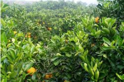 柑橘种植几年后可以结果？