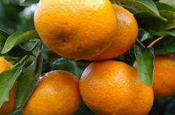柑橘一果两剪