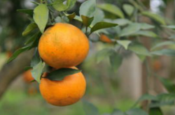 种植柑橘怎样进行改土