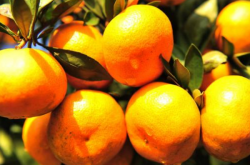 发展柑橘种植必要性
