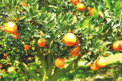 柑橘树上为什么会长刺？