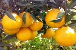 明日见柑橘的种植高度