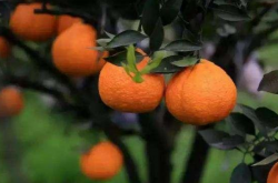 柑橘种植市场机遇