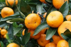 种植柑橘底肥用什么好
