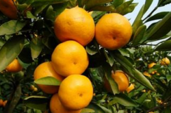 临海市哪些镇种植柑橘较多？
