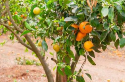 柑橘俢剪技术与管理