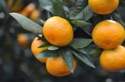 柑橘种植发展前途