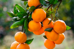 柑橘的种植地形区
