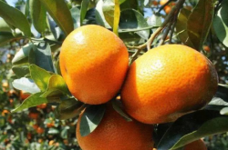 柑橘树能大棚种植吗？