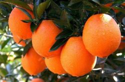 最新脐橙品种有哪些？