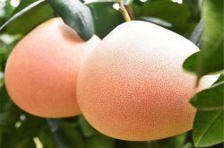 福建三红蜜柚种植技术有哪些?