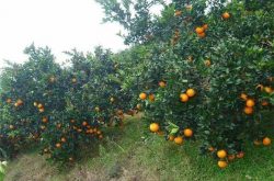 脐橙种植与管理技术有哪些？