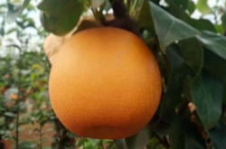 柑橘树满树花这种情况怎么疏花呢