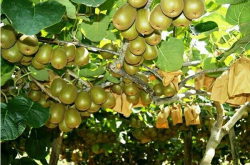 中华猕猴桃品种有哪些？