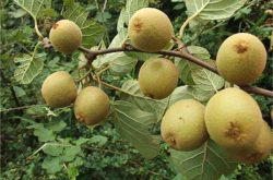 金红猕猴桃品种特性