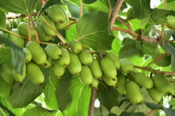 软枣猕猴桃种植方法是怎样的？