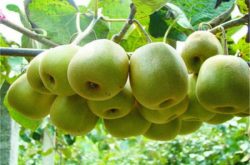 黄心猕猴桃价格是多少钱一斤