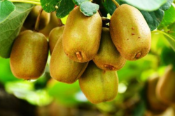 软枣猕猴桃适合什么地方种植