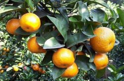 柑橘种植几年挂果