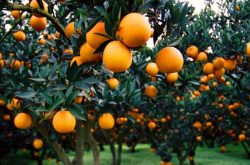 柑橘树林里还能种植什么作物