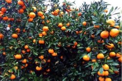 柑橘黄龙病与缺素区别