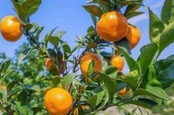 春见柑橘种植密度