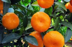 柑橘适合襄阳宜城种植吗