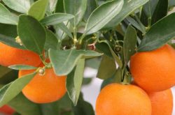 日本自然农法种植柑橘技术