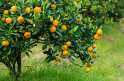 柑橘种植时可以使用磷肥吗