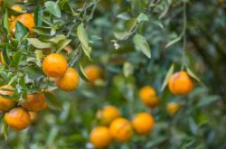 如何利用沼液种植柑橘