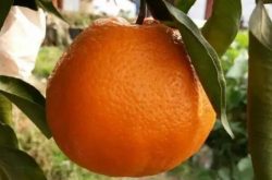种植柑橘温差是多少