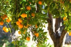 柑橘树扦插能活吗
