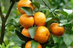 广西最适宜种植柑橘品种