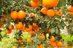 甘平柑橘的种植条件都有那些呢