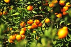 柑橘不同密度种植