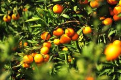 种植柑橘利润比