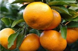 柑橘树栽培种植技术