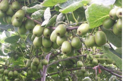 广东猕猴桃适合在什么地方种植