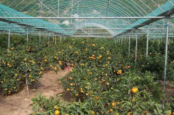 目前种植柑橘哪个品种比较有优势呢