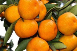 夏季修剪柑橘的时间是什么时候呢