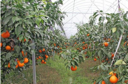 大棚种植柑橘的好处都有什么呢