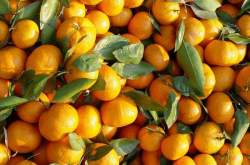 广西种植柑橘的前景怎么样呢