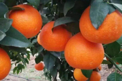 柑橘红美人的种植距离应该是多少呢