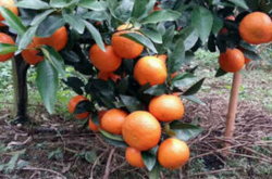 沃柑柑橘的种植条件都有那些呢