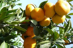 柑橘树一亩地能种植多少棵果树呢